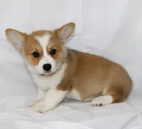 ROCKET, a male Pembroke Welsh Corgi for sale in Bells, TX – 5 of 10