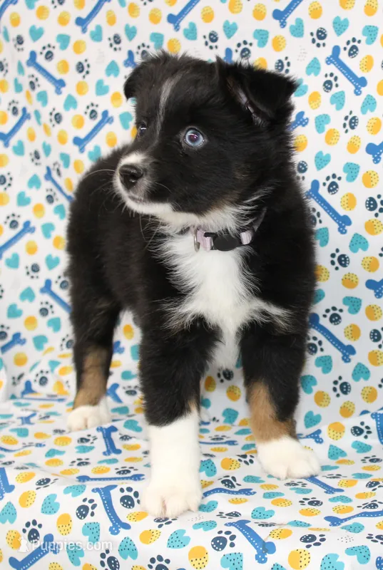 CASIE-MINI AUSSIE  ASDR – Miniature Australian Shepherd puppy for sale in Bells, TX