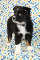 CASIE-MINI AUSSIE  ASDR, a female Miniature Australian Shepherd for sale in Bells, TX – 5 of 9