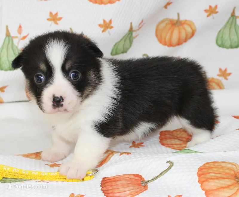 PENNY, a female Pembroke Welsh Corgi for sale in Bells, TX – 1 of 5