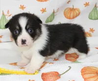 PENNY, a female Pembroke Welsh Corgi for sale in Bells, TX – 1 of 5