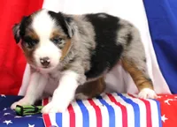 COLLIN-MINI AUSSIE   ASDR, a female Miniature Australian Shepherd for sale in Bells, TX – 1 of 5