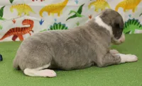 CARY-AKC, a male Whippet for sale in Bells, TX – Photo 3 of 7