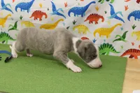 CARY-AKC, a male Whippet for sale in Bells, TX – Photo 6 of 7