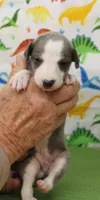 CARY-AKC, a male Whippet for sale in Bells, TX – Photo 5 of 7