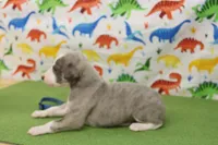 CARY-AKC, a male Whippet for sale in Bells, TX – Photo 2 of 7