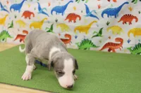 CARY-AKC, a male Whippet for sale in Bells, TX – Photo 7 of 7