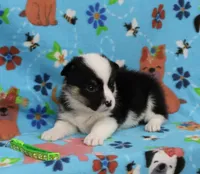 MERICA, a female Pembroke Welsh Corgi for sale in Bells, TX – 3 of 5