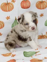 TOY AUSSIE HATTIE MAE-ASDR, a male Toy Australian Shepherd for sale in Bells, TX – 3 of 7