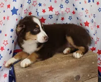 WILDER-ASDR  BLUE EYES, a male Miniature Australian Shepherd for sale in Bells, TX – 4 of 9