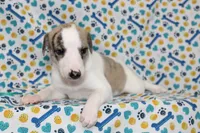 LORI-AKC, a female Whippet for sale in Bells, TX – 5 of 7