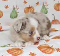 TOY TUCKER-ASDR BLUE EYES, a female Miniature Australian Shepherd and Toy Australian Shepherd for sale in Bells, TX – 2 of 9