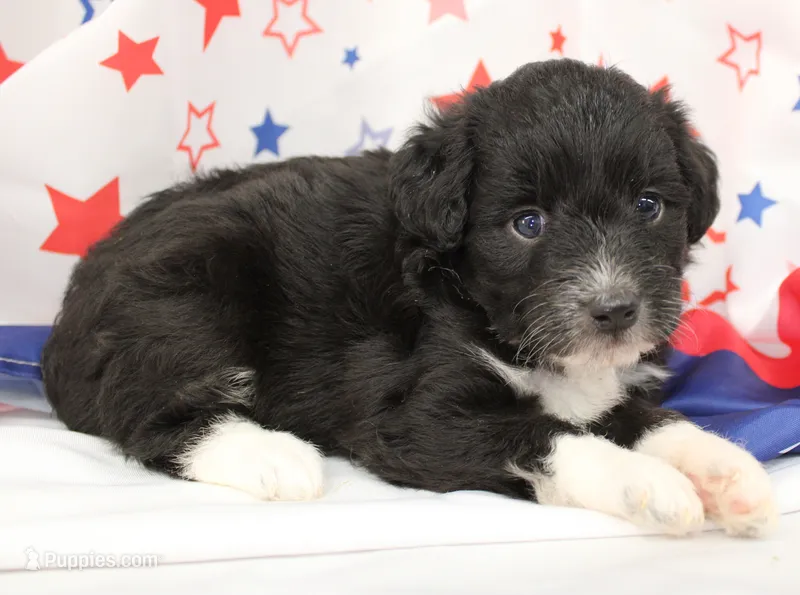 ELLA-TOY AUSSIEDOODLE – Poodle - Toy , Toy Australian Shepherd puppy for sale in Bells, TX