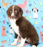 EMBER, a female Toy Australian Shepherd for sale in Bells, TX – 3 of 7