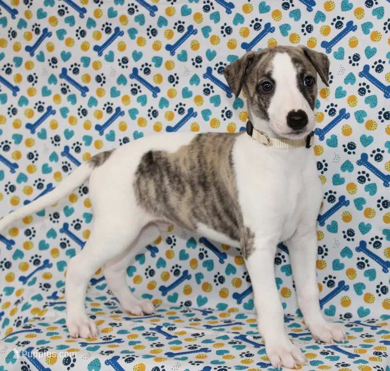 JACE-AKC – Whippet puppy for sale in Bells, TX