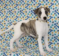 JACE-AKC, a male Whippet for sale in Bells, TX – 1 of 6