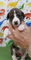 CLARK-AKC, a male Whippet for sale in Bells, TX – Photo 5 of 5