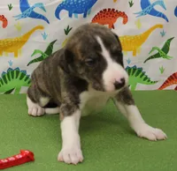 CLARK-AKC, a male Whippet for sale in Bells, TX – Photo 2 of 5