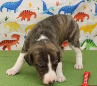 CLARK-AKC, a male Whippet for sale in Bells, TX – Photo 1 of 5