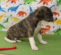 CLARK-AKC, a male Whippet for sale in Bells, TX – Photo 3 of 5