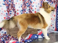 STEELHORSES HOLIGAN HANNA-AKC, a female Shetland Sheepdog for sale in Bells, TX – 3 of 6