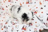 JESSIE JAMES-MINI AUSSIEDOODLE, a male Miniature Aussiedoodle for sale in Bells, TX – 5 of 7