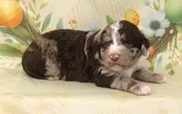 PECAN CLUSTER-BLUE EYES, a male Miniature Aussiedoodle for sale in Bells, TX – Photo 1 of 4