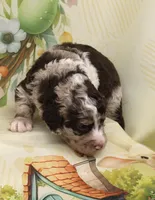 PECAN CLUSTER-BLUE EYES, a male Miniature Aussiedoodle for sale in Bells, TX – Photo 4 of 4