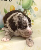 PECAN CLUSTER-BLUE EYES, a male Miniature Aussiedoodle for sale in Bells, TX – Photo 3 of 4