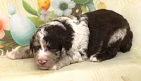 PECAN CLUSTER-BLUE EYES, a male Miniature Aussiedoodle for sale in Bells, TX – Photo 2 of 4