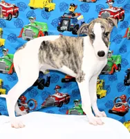 JACE-AKC, a male Whippet for sale in Bells, TX – 3 of 9