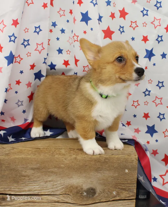 MOCHI – Pembroke Welsh Corgi puppy for sale in Bells, TX