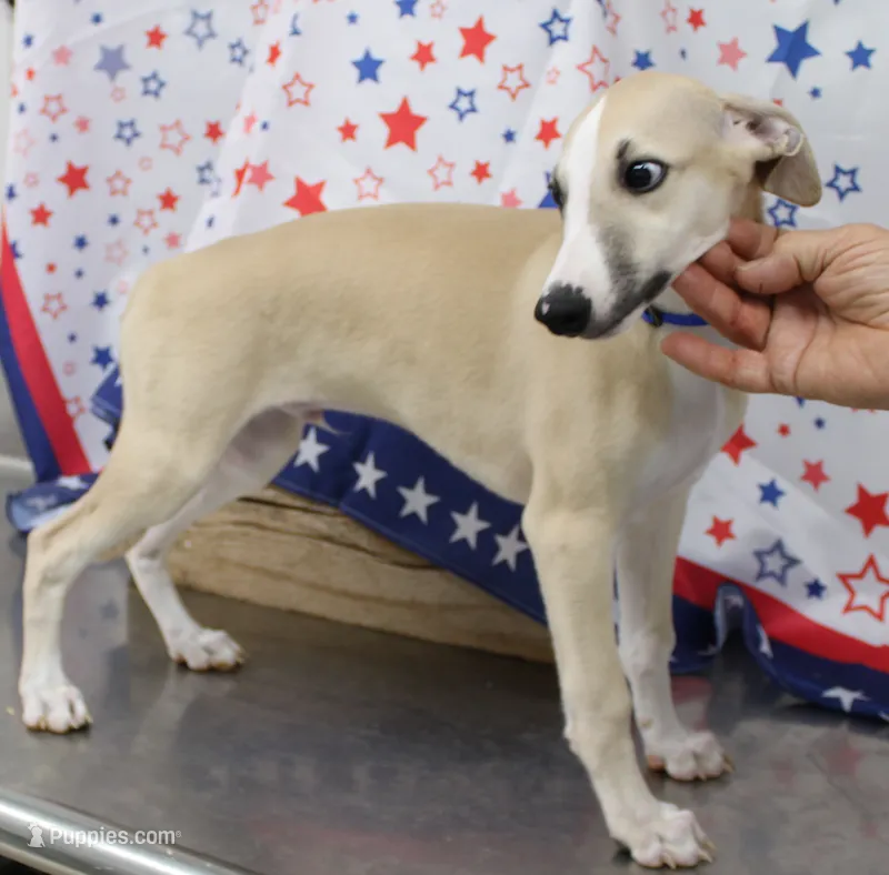 DAKOTA-AKC – Whippet puppy for sale in Bells, TX