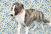 GRACIE-AKC, a female Whippet for sale in Bells, TX – 5 of 5