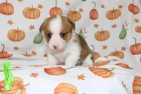 JUNE BUG, a female Pembroke Welsh Corgi for sale in Bells, TX – 3 of 5