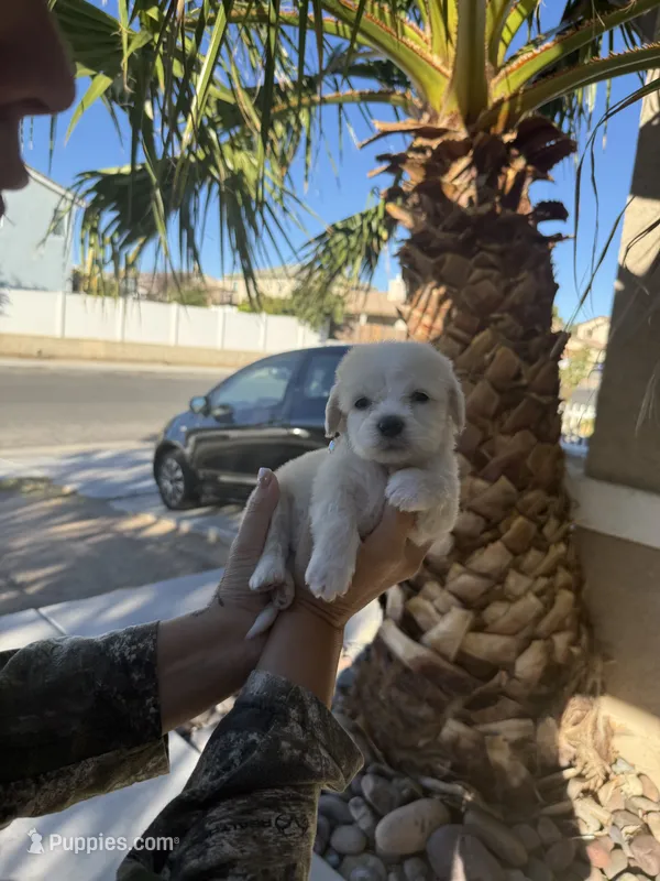Lindsey – Maltipoo puppy for sale in Corona, CA
