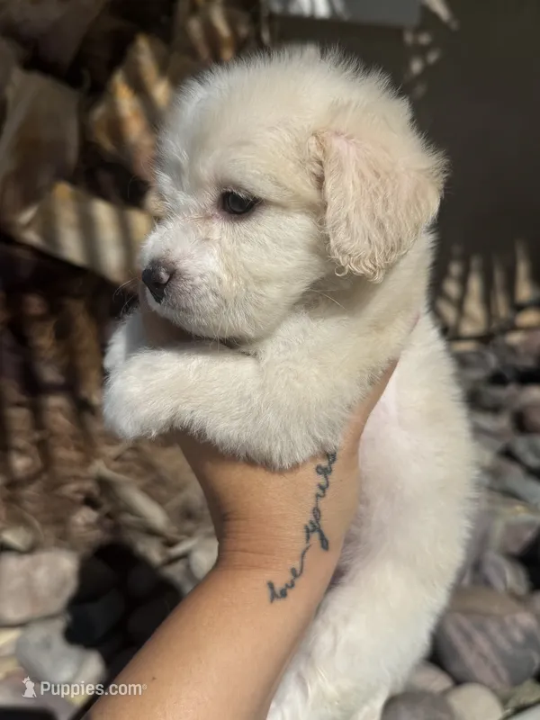 Lindsey – Maltipoo puppy for sale in Corona, CA