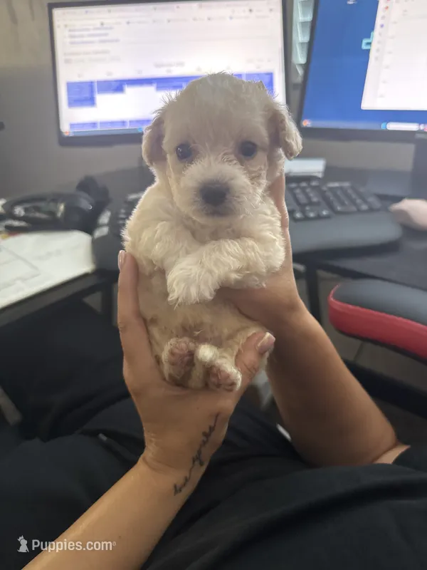 Reddington   – Maltipoo puppy for sale in Corona, CA