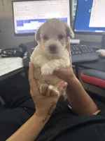 Reddington  , a  Maltipoo for sale in Corona, CA – 1 of 3