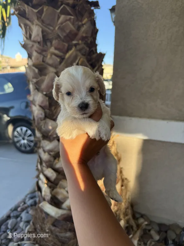 Jamison – Maltipoo puppy for sale in Corona, CA