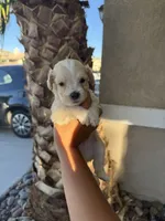 Jamison, a  Maltipoo for sale in Corona, CA – 1 of 1