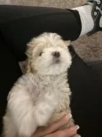 Rango Tango, a male Maltipoo for sale in Eastvale, CA – 4 of 4