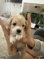 Charlie, a female Maltipoo for sale in Eastvale, CA – Photo 3 of 3