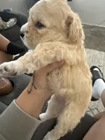 Charlie, a female Maltipoo for sale in Eastvale, CA – Photo 1 of 3