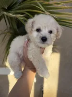 Ms London , a  Maltipoo for sale in Los Angeles, CA – Photo 1 of 2