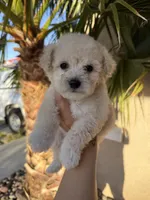 Ms London , a  Maltipoo for sale in Los Angeles, CA – Photo 2 of 2