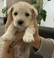 Ms London , a  Maltipoo for sale in Temecula, CA – Photo 1 of 3