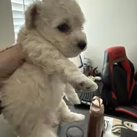 Ms London , a  Maltipoo for sale in San Diego Country Estates, CA – Photo 3 of 3