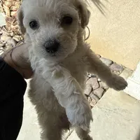 Ms London , a  Maltipoo for sale in San Diego Country Estates, CA – Photo 2 of 3