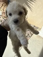 Ms London , a  Maltipoo for sale in Temecula, CA – Photo 2 of 3